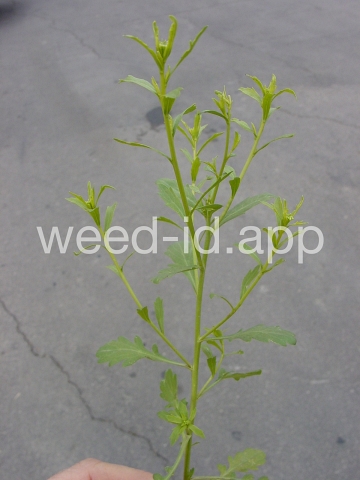 pepperweed, sand